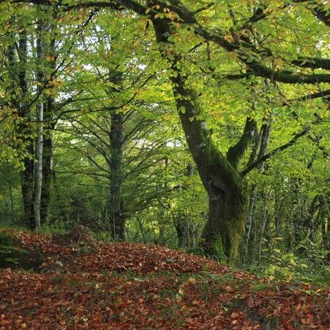 Bosque de Basajaunberro